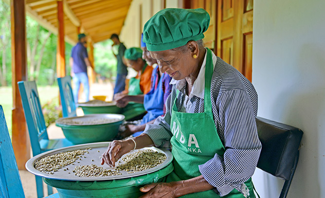 Artisanal Tea Making & Trek - Experience - Sri Lanka In Style